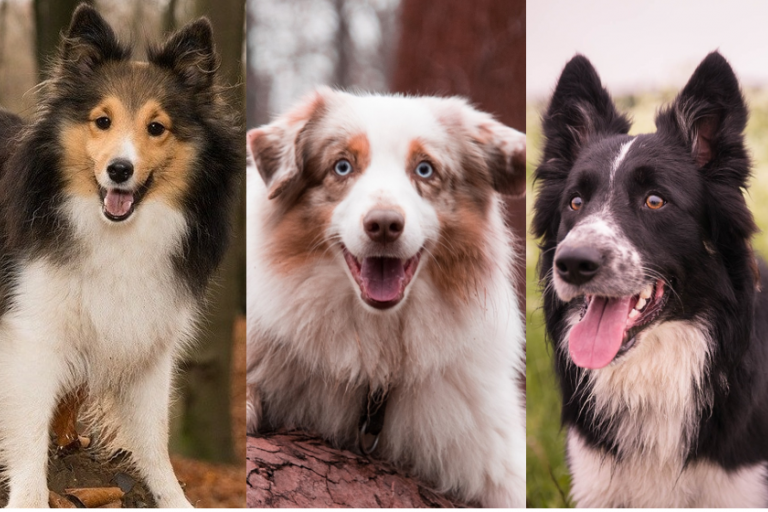 Collie eye shop anomaly testing